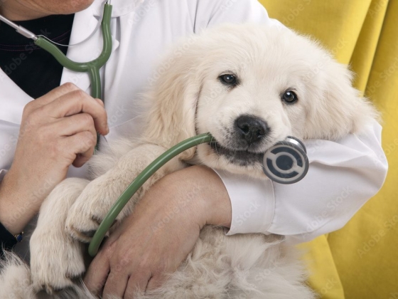 Mascotas y Veterinaria