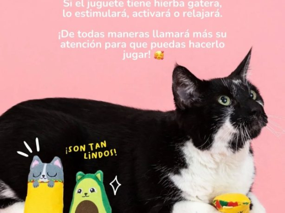Cochikis