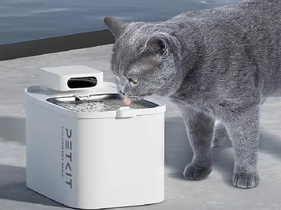 Cat-oh
