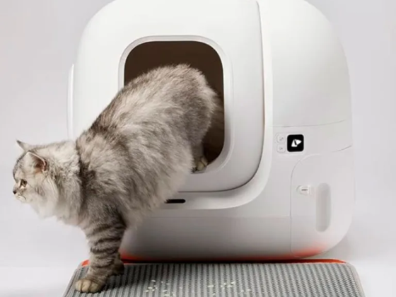 Cat-oh